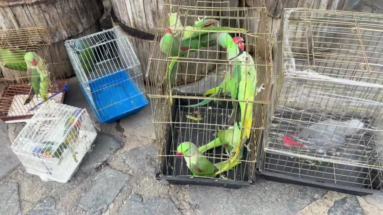 39 papağana el konuldu!