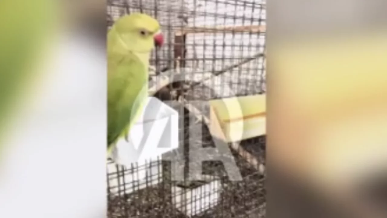 Bursa'da 2 papağan ve Mısır yılanı koruma altına alındı