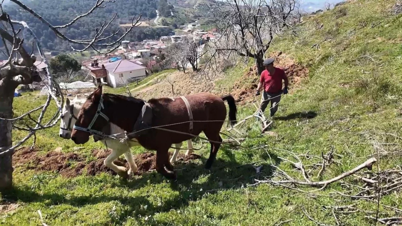 Aydın'da g&uuml;nl&uuml;k 8 bin TL'ye at ile &ccedil;ift s&uuml;recek iş&ccedil;i bulunamıyor
