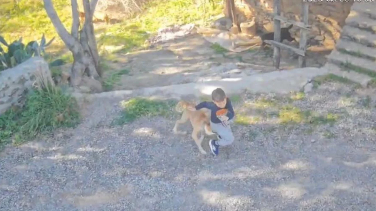Sahipsiz köpeğin saldırısına uğrayan küçük çocuk yaralandı