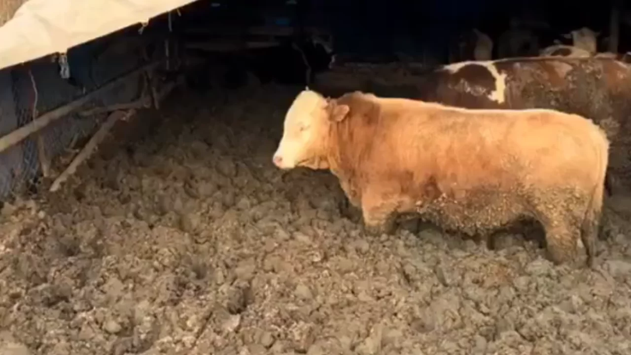 Kurban Bayramı'na iki ay kala hayvanları &ccedil;amura saplamışlar!