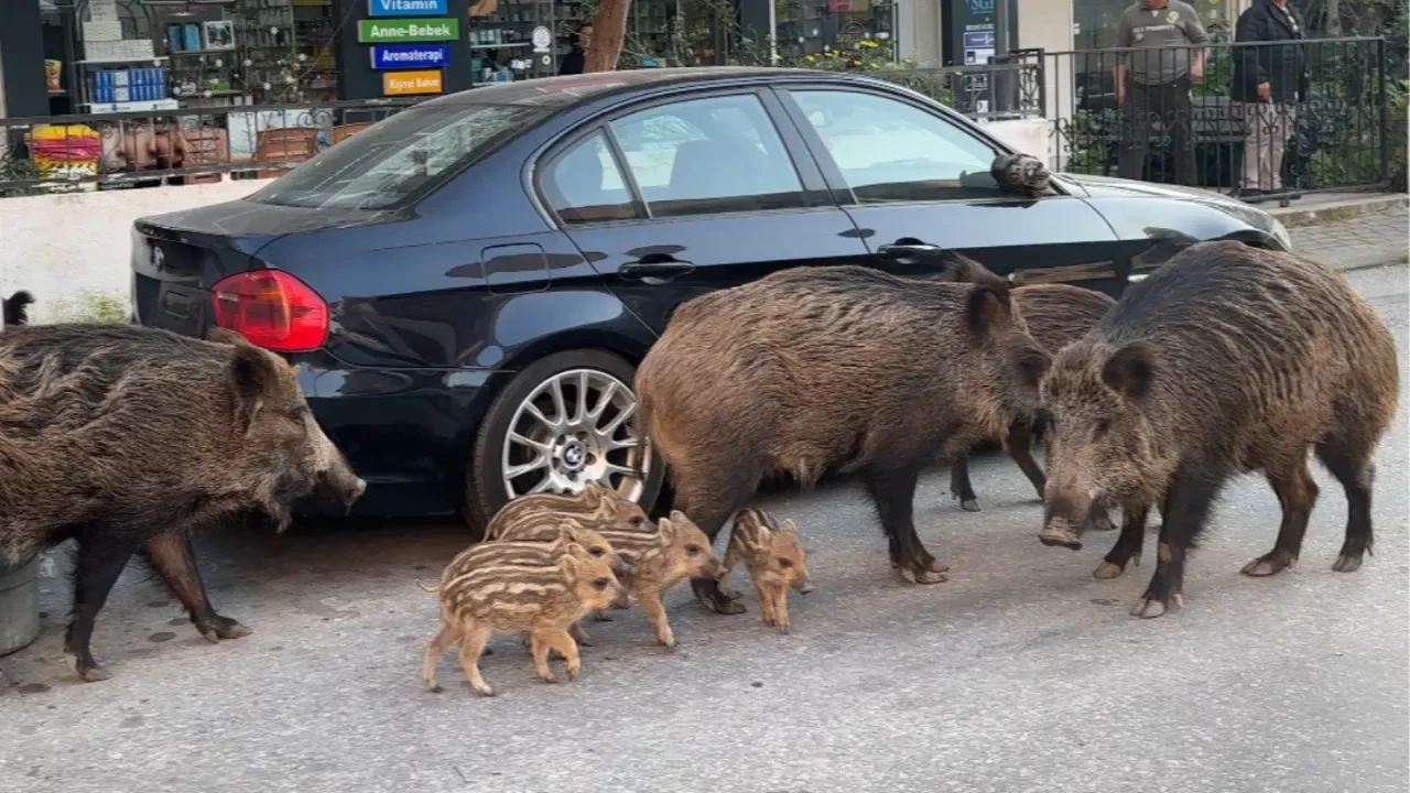 İzmir'de a&ccedil; kalan yaban domuzları şehre indi: Sokak sokak yiyecek aradılar!