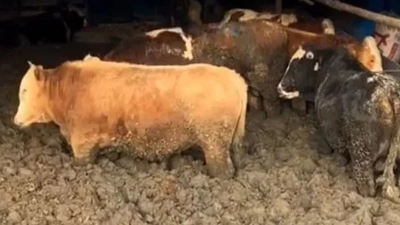 Hayvanları kilo alsınlar diye &ccedil;amura sapladılar!