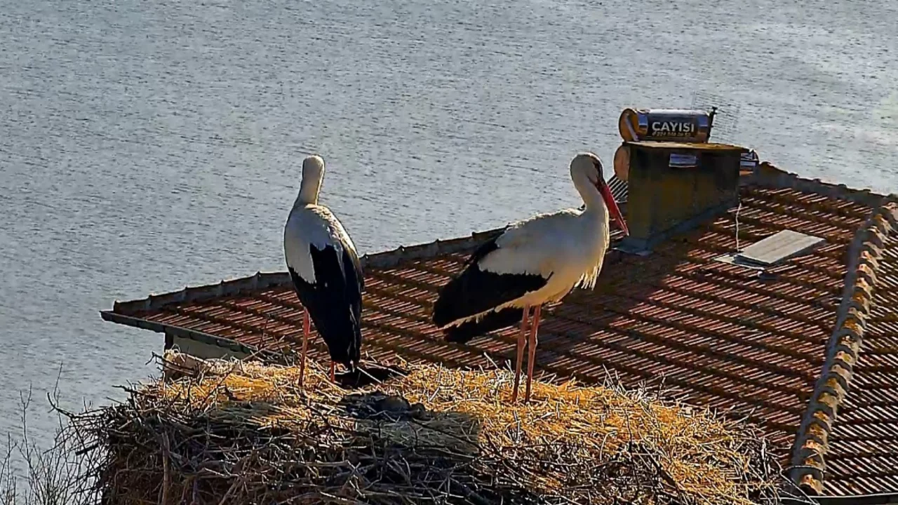 Ve mutlu son! Bursa'nın dünyaca ünlü çifti yeniden buluştu...