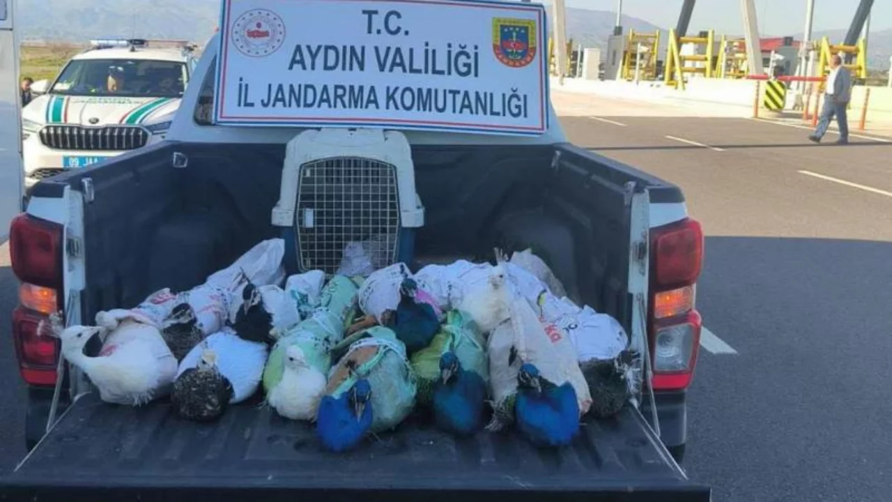Yolcu otob&uuml;s&uuml; durduruldu, &ccedil;uvala sarılı 12 tavus kuşu ele ge&ccedil;irildi!