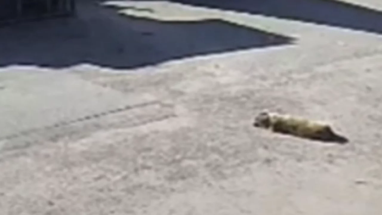 Yolda yatan köpeği ezdi, arkasına bakmadan uzaklaştı