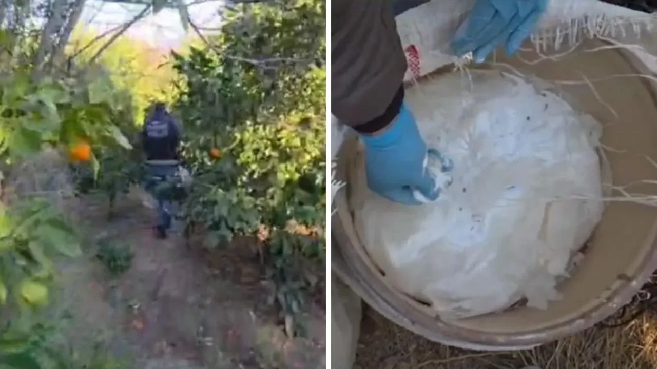 Portakal bah&ccedil;esinde uyuşturucu alışverişi! 175 kilo ham madde ele ge&ccedil;irildi