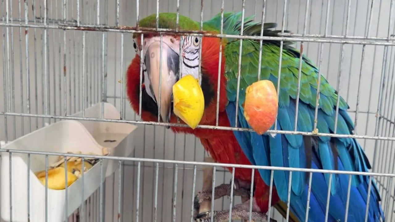 Edirne'de yurda sokulmak istenen 3 macaw papağanı ele ge&ccedil;irildi