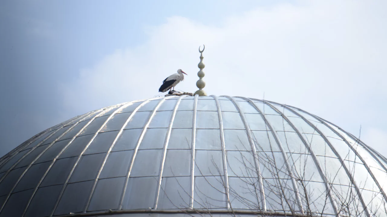 "Baharın habercisi" leylekler Muş Ovası'na gelmeye başladı