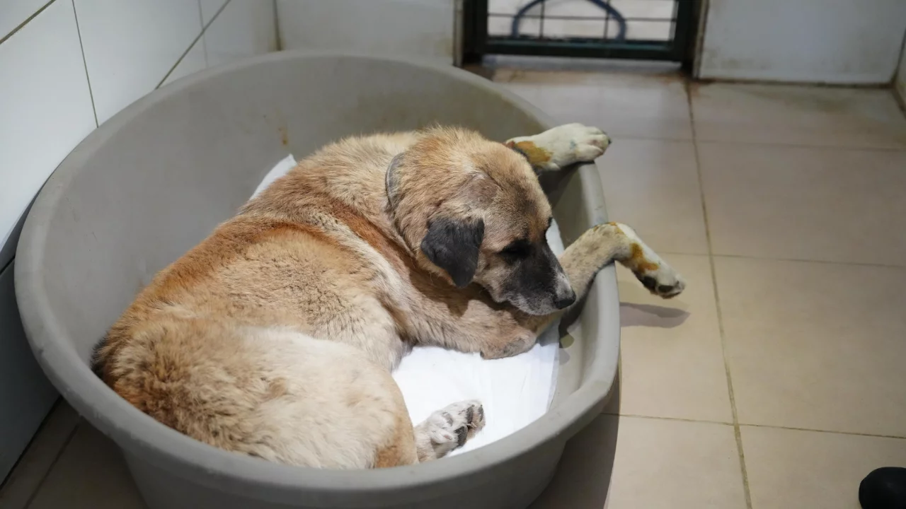 K&ouml;peği ezen s&uuml;r&uuml;c&uuml; serbest bırakıldı