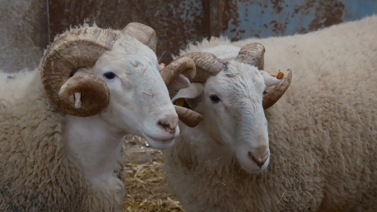 Bu yılın koç satışı 25 Mart'ta yapılacak
