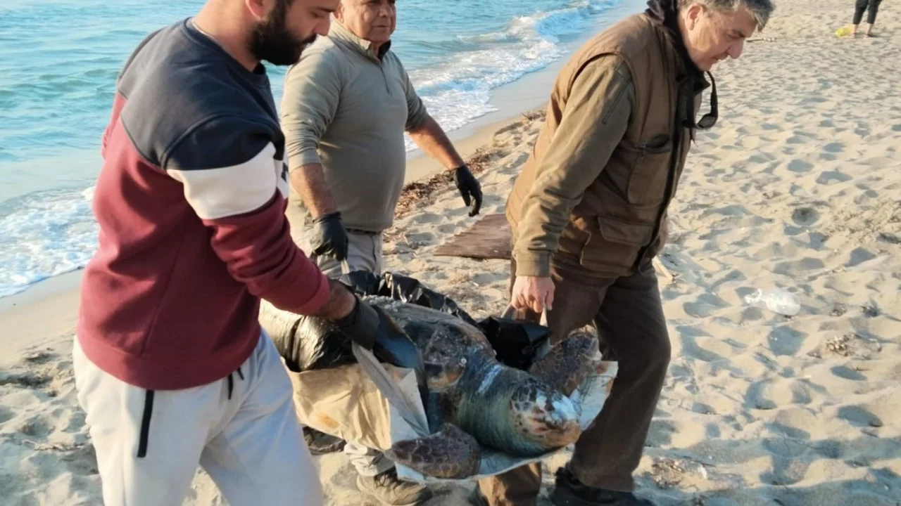 2 yeşil deniz kaplumbağası ve 1 caretta caretta ölü bulundu