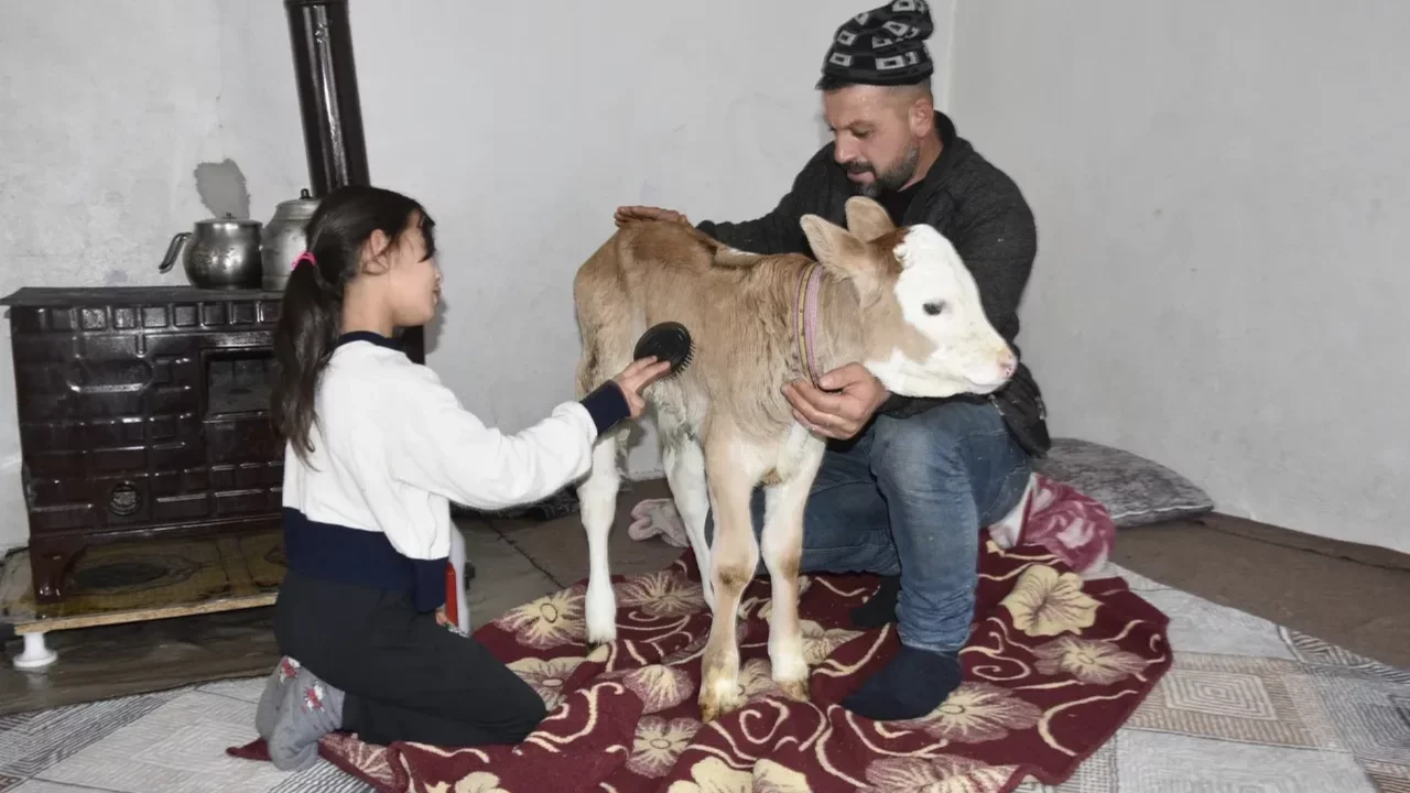 &Ccedil;orap giydirip, soba başında besliyorlar: Hasta buzağıya evde &ouml;zel bakım