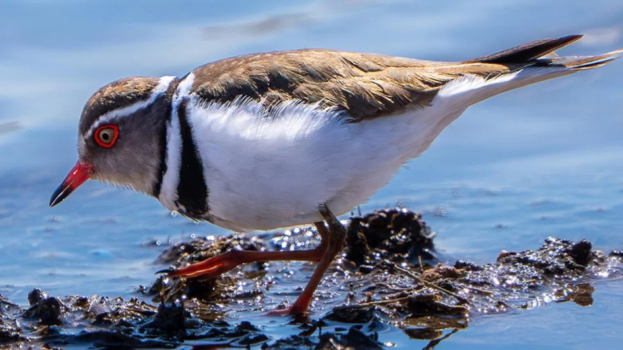 Takkeli cılıbıt kuşu, Türkiye'de ilk kez görüldü