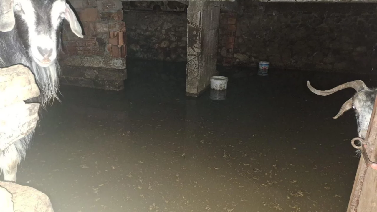 Sel ahırı bastı, 12 ke&ccedil;i ekipler tarafından kurtarıldı