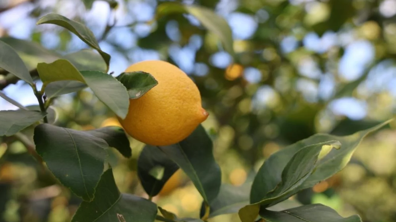Limonda &uuml;retici fiyatları yıllık y&uuml;zde 410 y&uuml;kseldi