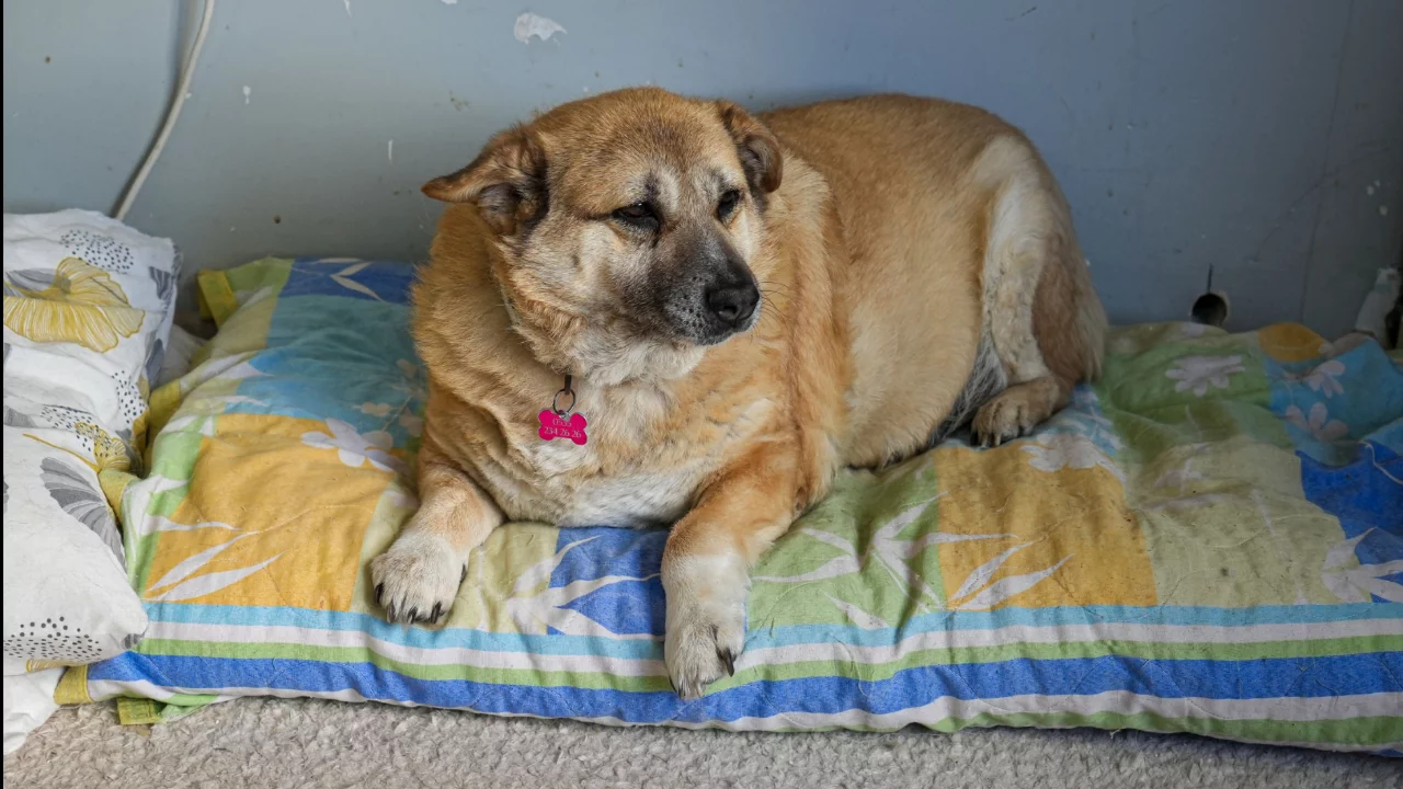 13 yaşındaki obez k&ouml;pek 'Kız', y&uuml;r&uuml;y&uuml;ş yaparak zayıflıyor