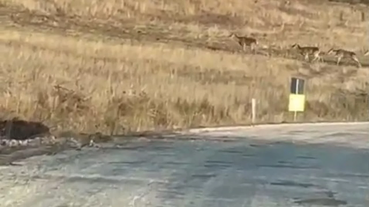 Bursa'da yola indiler! Sürücüler şaşkınlığını gizleyemedi