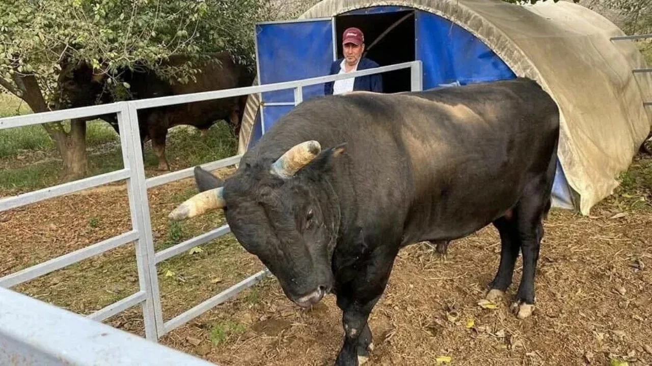 Boğa sahibini hastanelik etti!
