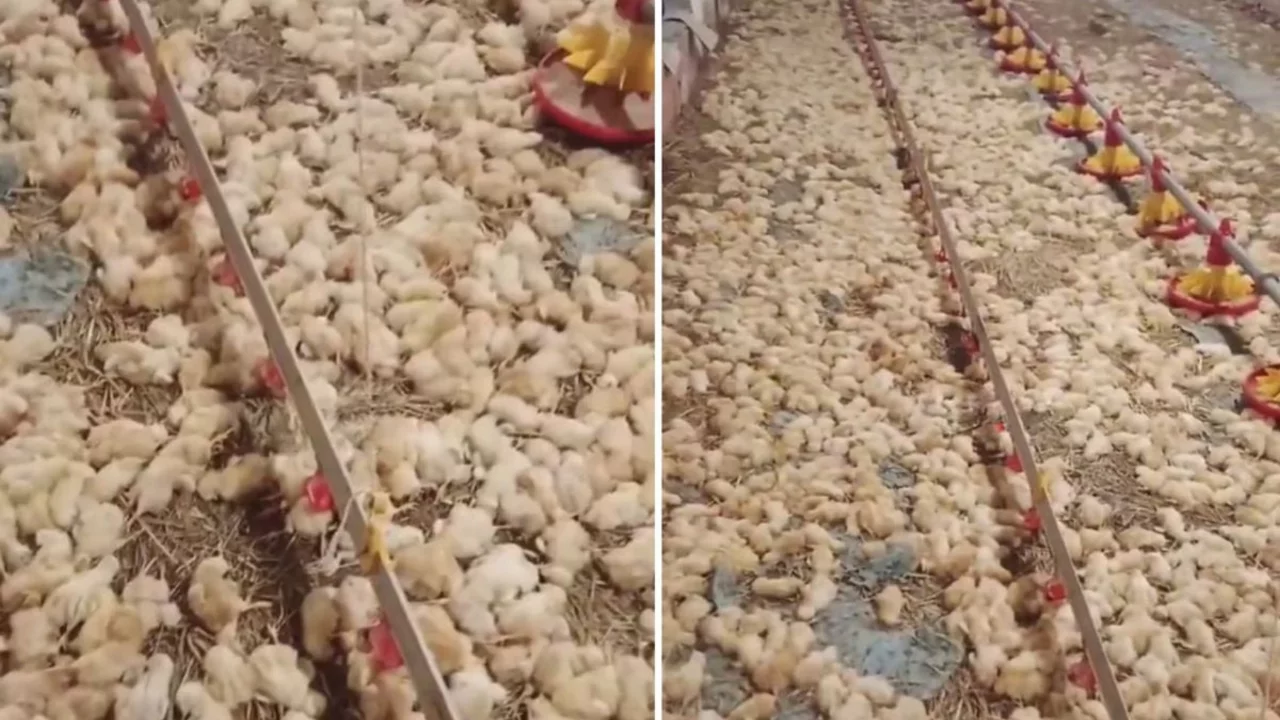 Yeni işe girişti, sabah uyanınca hayatının şokunu yaşadı