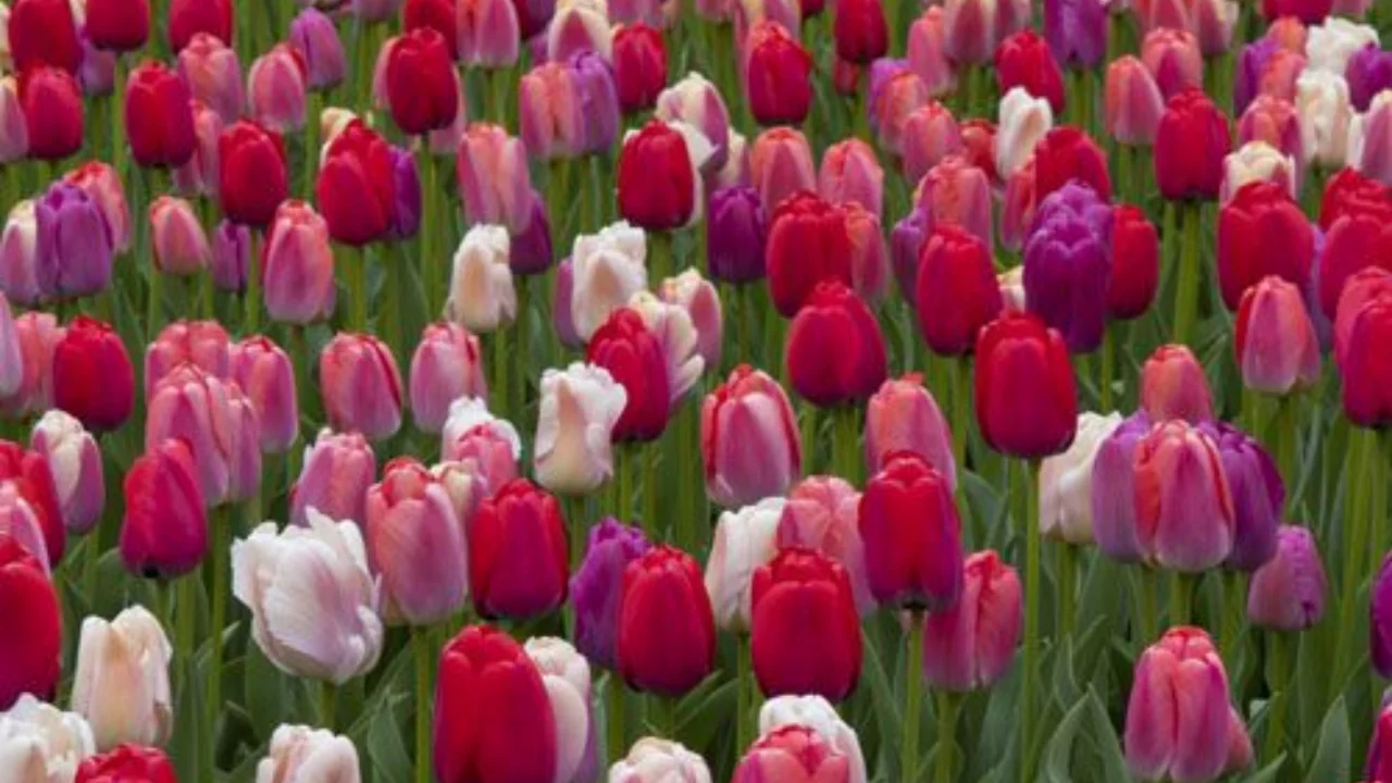 Lale, Nergis ve Sümbül mevsimi: İlkbaharın renkleri bayram coşkusuyla buluşuyor!