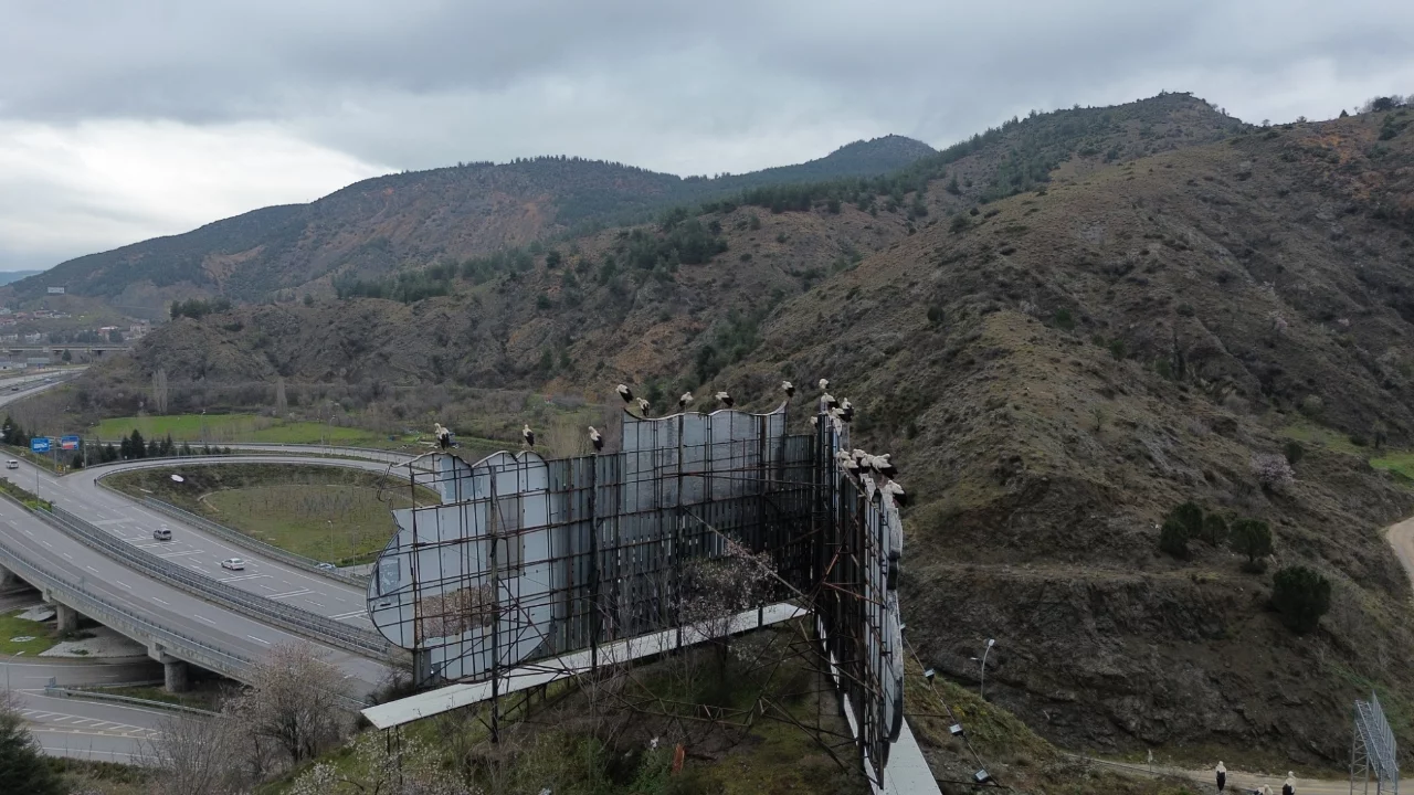 Göç yolundaki leylekler Bilecik'te mola verdi 