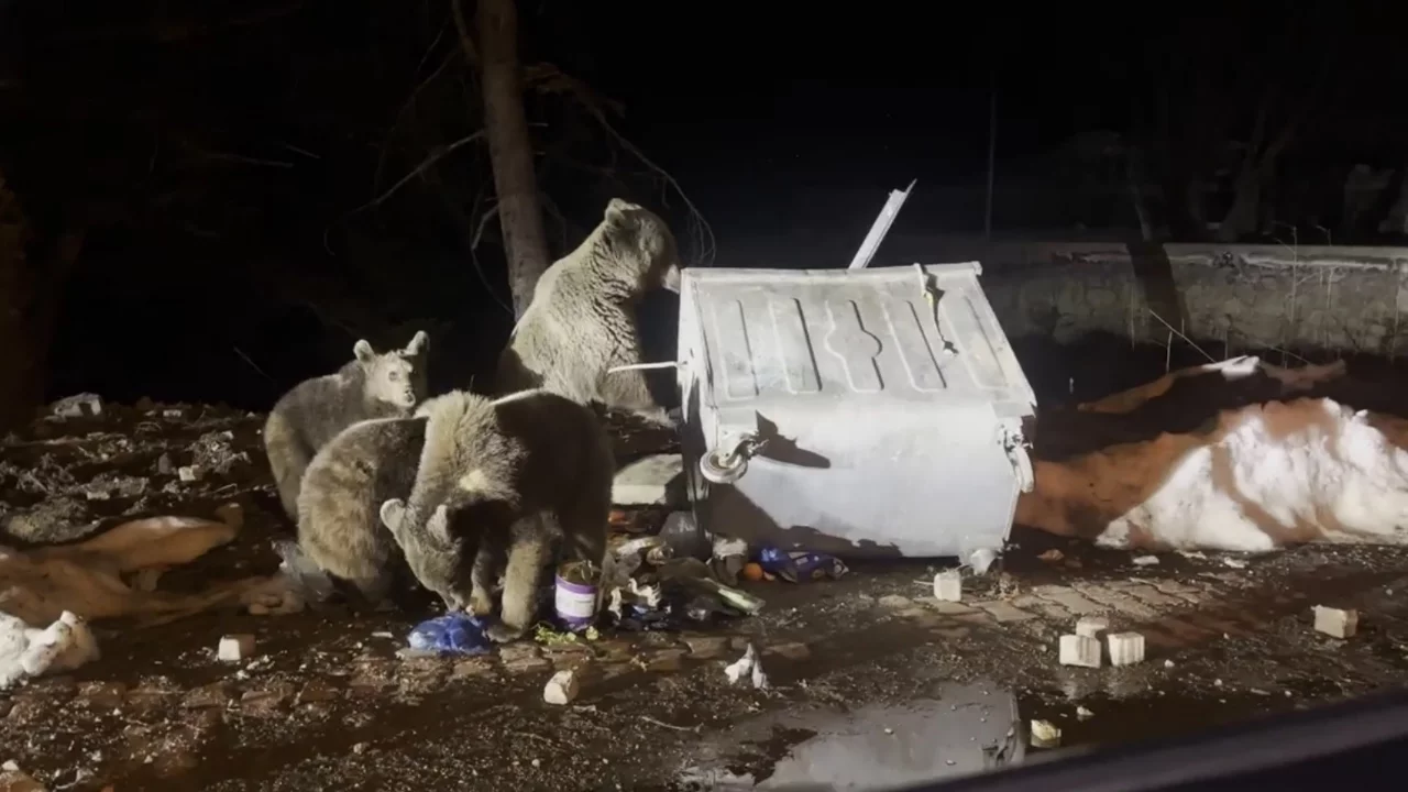 Uludağ'da dikkat çeken görüntü! Kış uykusundan uyandılar