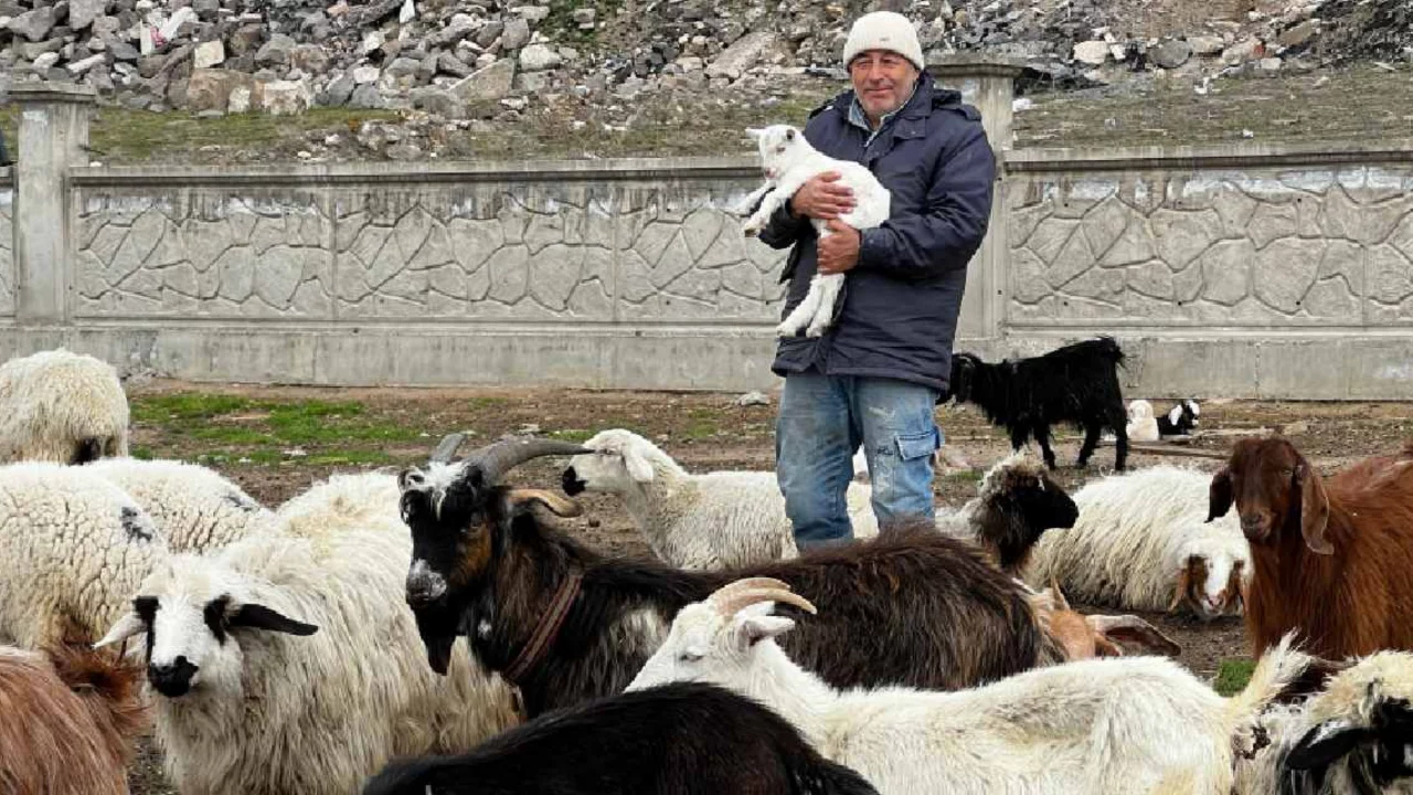 Yabani hayvanların saldırısına uğrayan 11 keçi öldü 