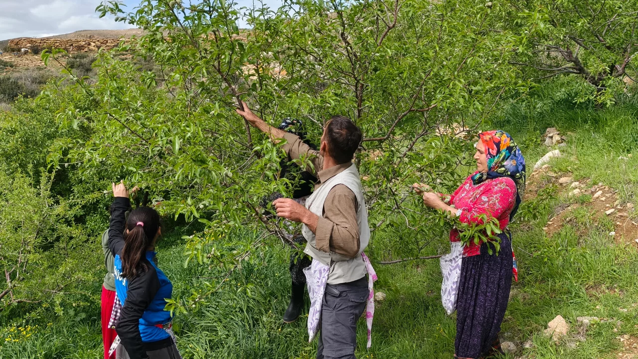Turfanda &ccedil;ağla hasadı erken başladı