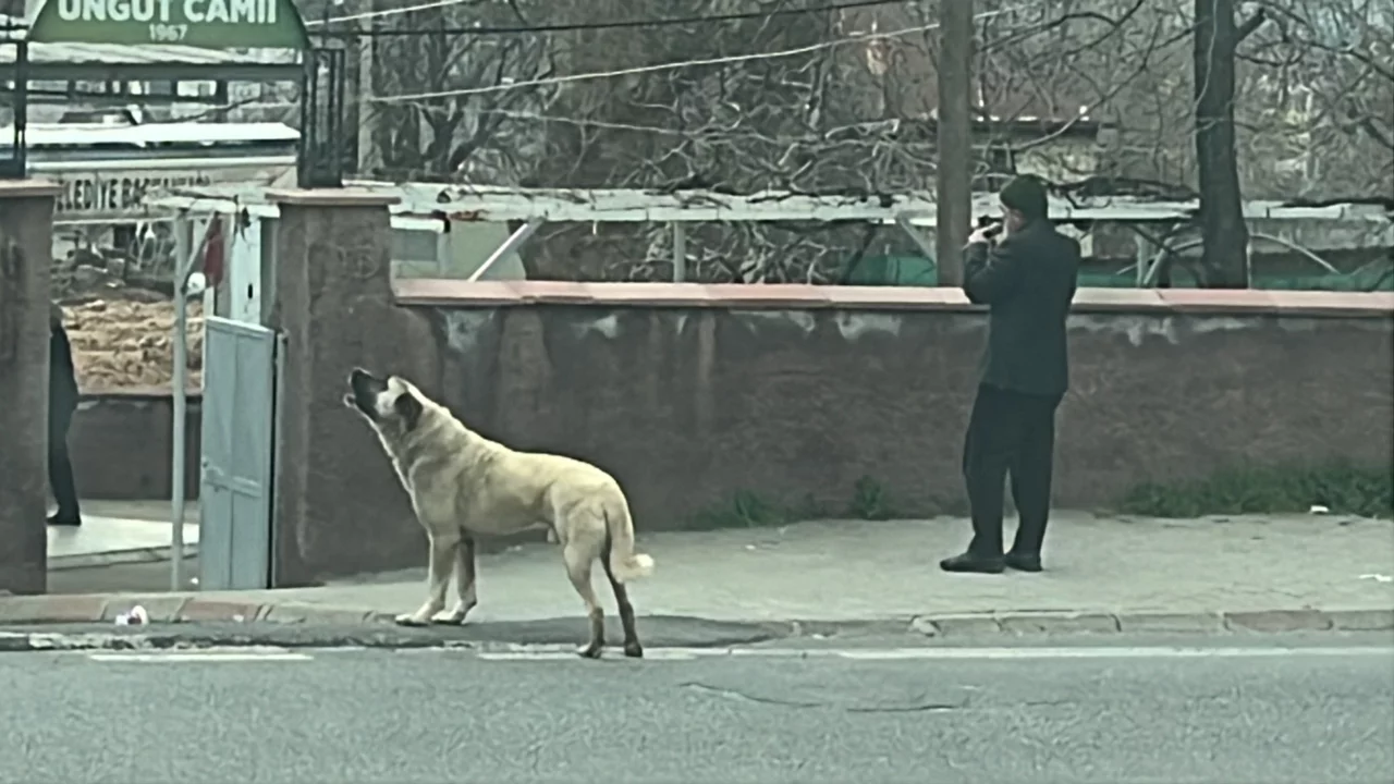 Ezanla birlikte uluyan k&ouml;pek dikkat &ccedil;ekti