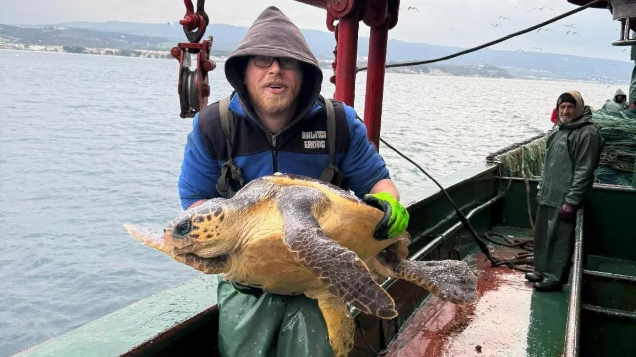 Gelibolu a&ccedil;ıklarında ağlara takılan caretta caretta denize geri salındı