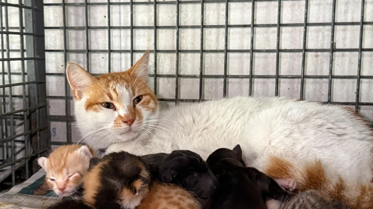 Gebe k&ouml;pek &ouml;ld&uuml;, yavrulara anne kedi sahip &ccedil;ıktı