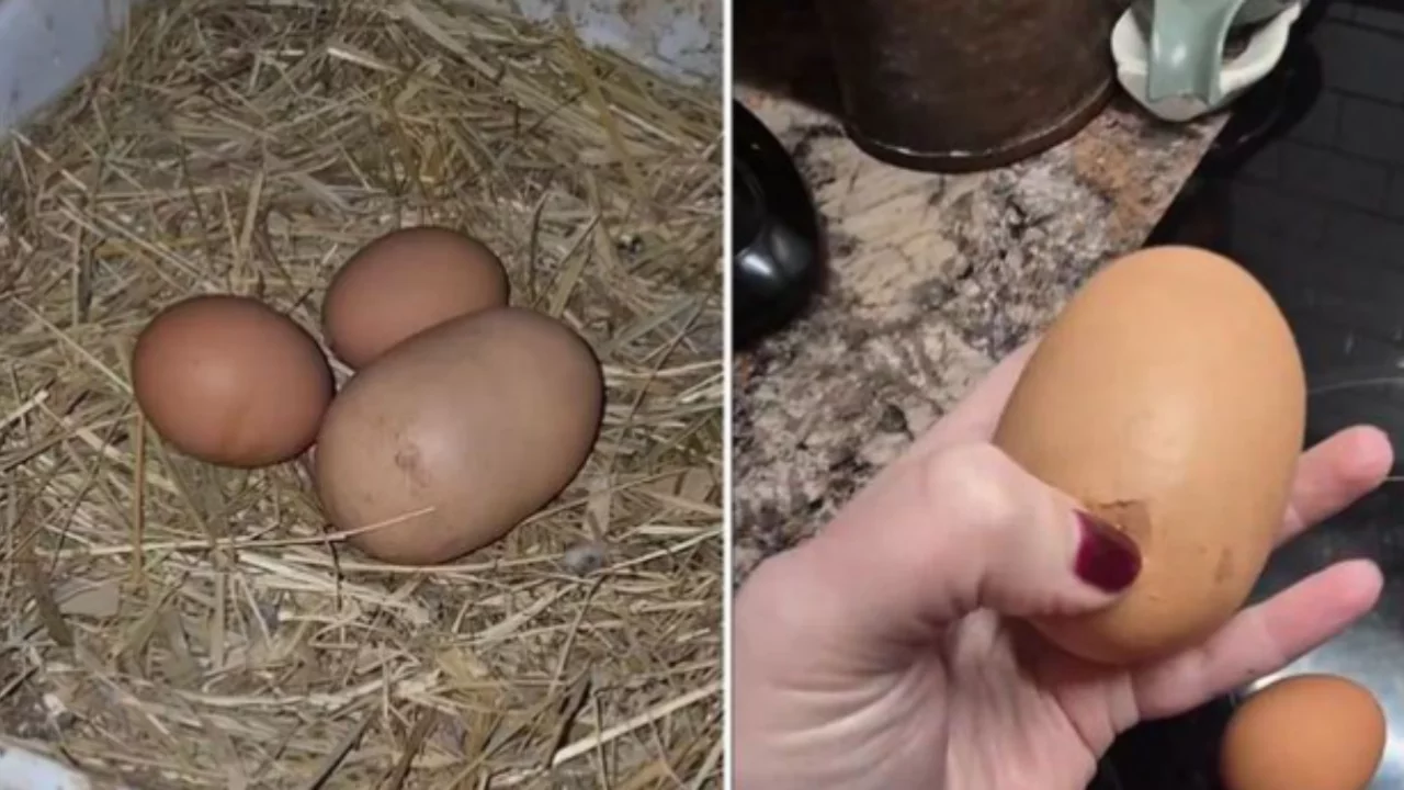 Tuhaf görünümlü yumurtayı kıran kadın, gördüğü karşısında şoke oldu!
