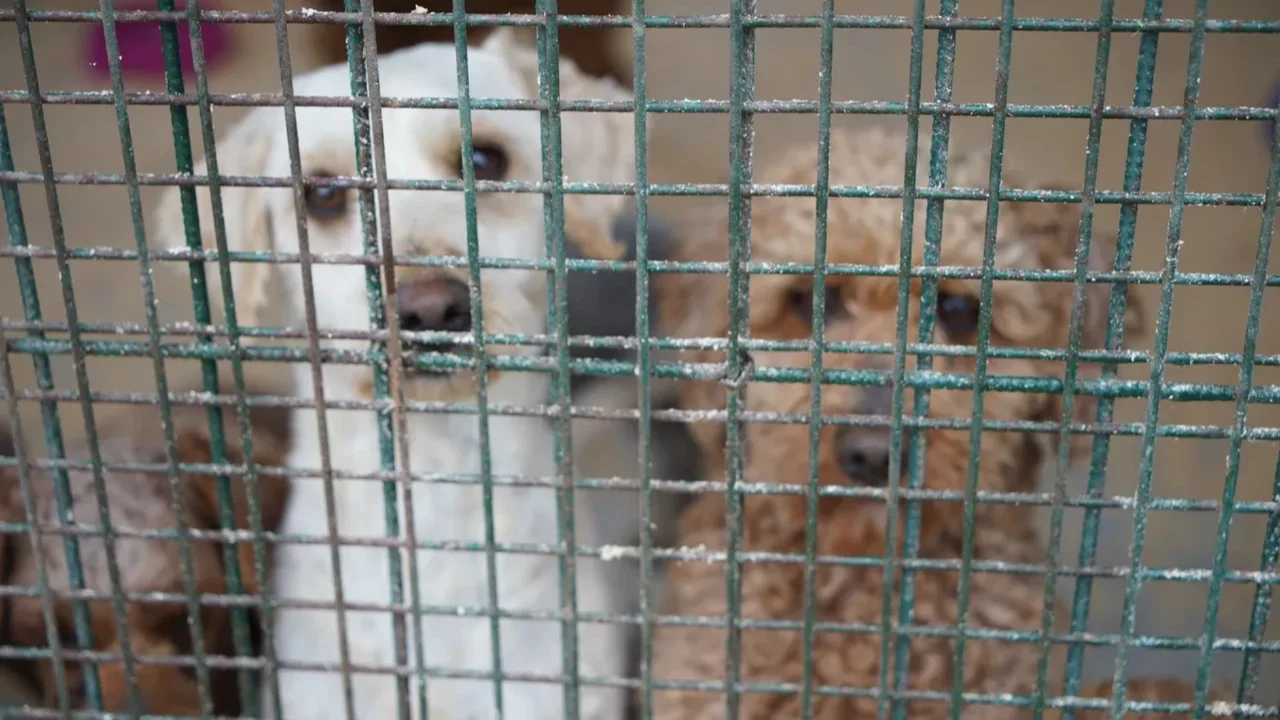 Cins k&ouml;pekler belediye tarafından sahiplendirilecek: Edirne'de &ccedil;iftlikte ele ge&ccedil;irildiler