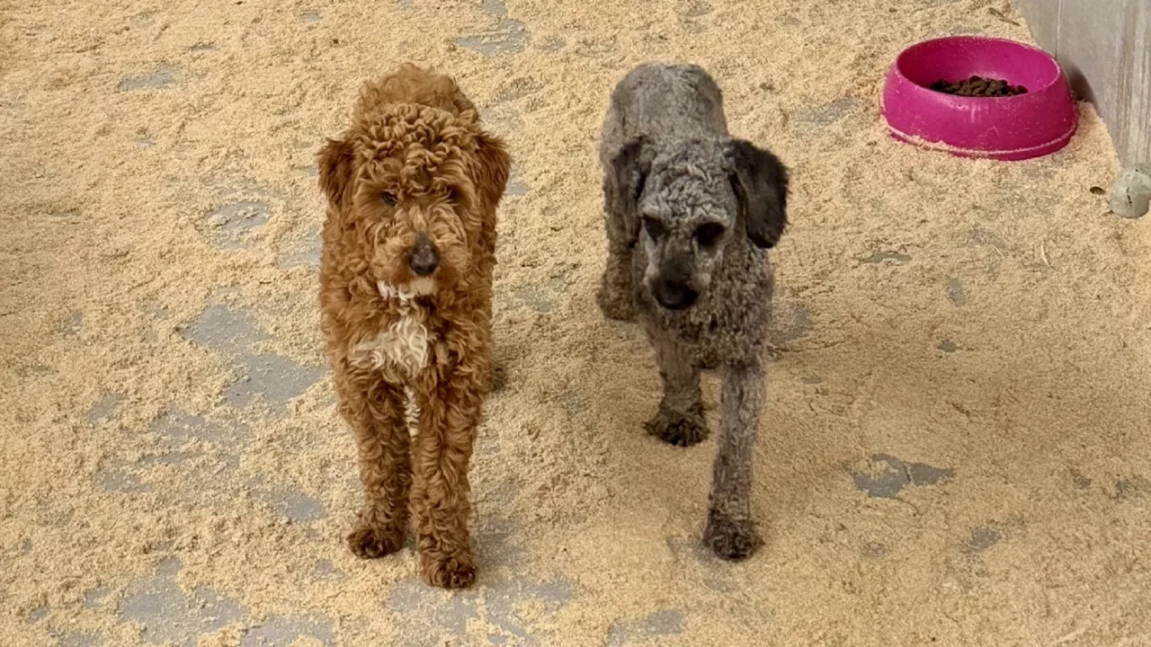 Yasa dışı k&ouml;pek &uuml;retimi yapan şahsa rekor ceza!