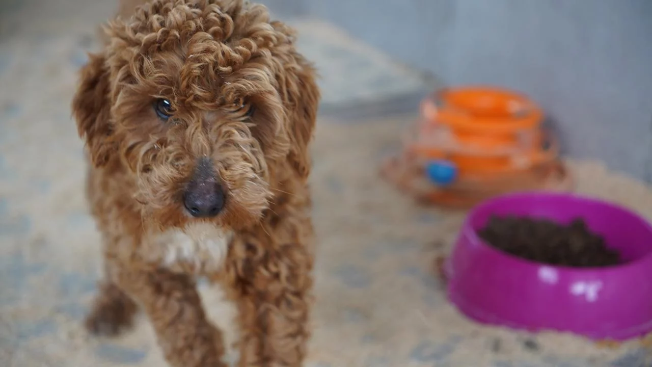 Yasa dışı k&ouml;pek &uuml;retimine 2,1 milyon lira ceza