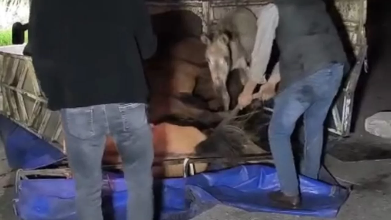 Devrilen kamyonetin kasasındaki eşekler yaralandı