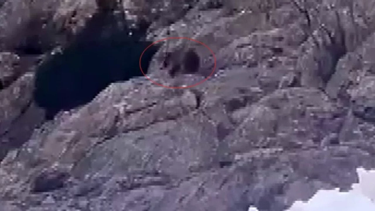 Kış uykusundan uyandı, kar &uuml;st&uuml;nde yiyecek aradı
