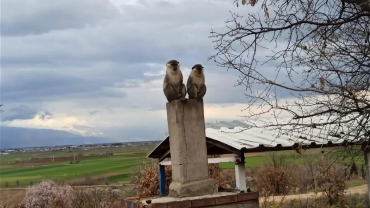 Denizli'de ağa&ccedil;ta yakalanan maymun koruma altına alındı