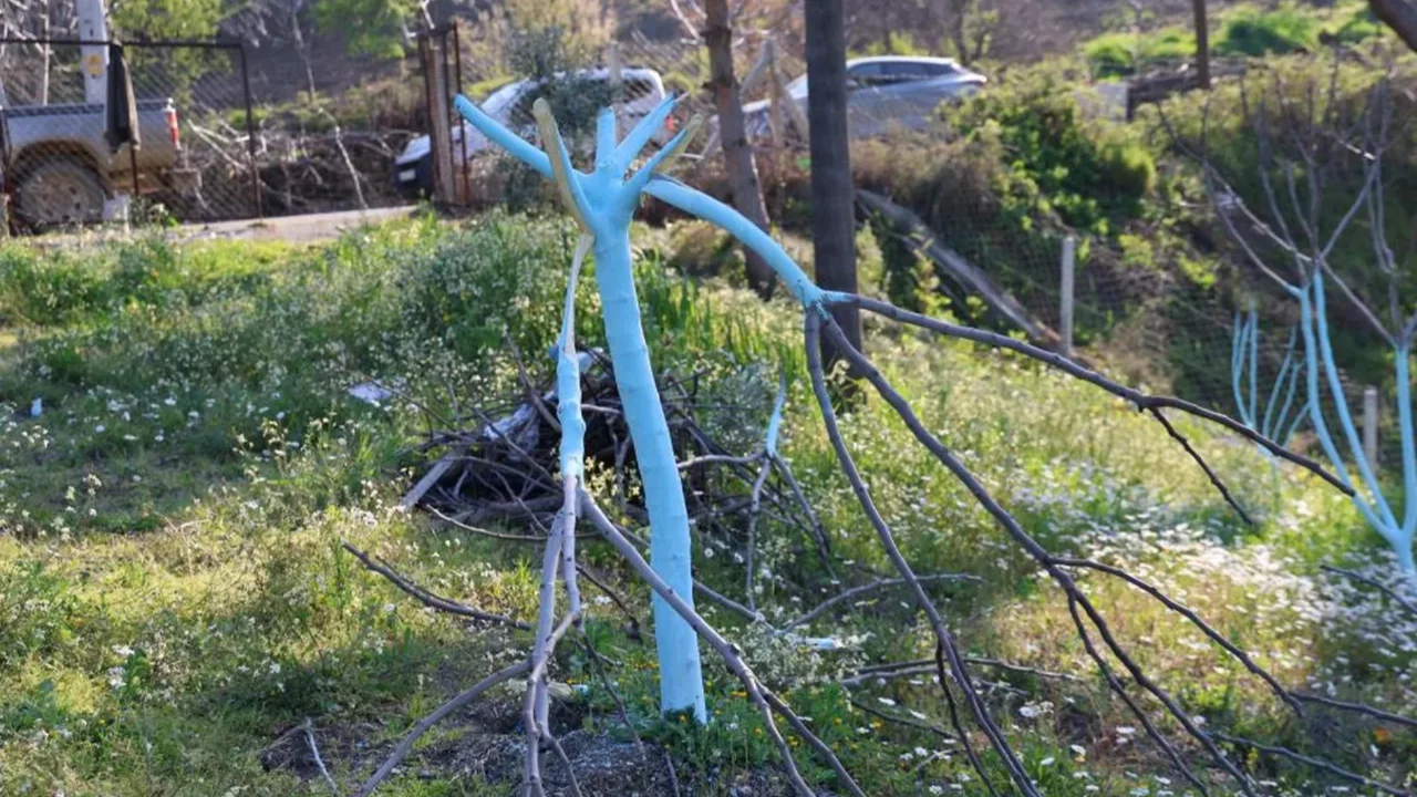 Y&uuml;zlerce ağacı katletti, k&ouml;y halkının b&uuml;t&uuml;n emeği bir gecede bitti!