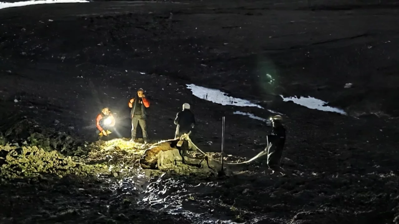 Bataklığa saplanan vatandaş ve büyükbaş hayvan kurtarıldı! 