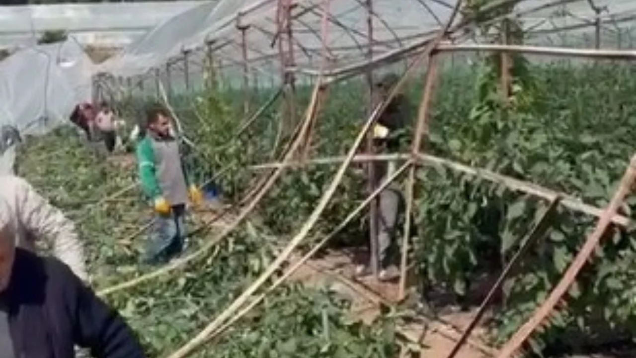 Hortum seraları vurdu, 10 d&ouml;n&uuml;m alan zarar g&ouml;rd&uuml;