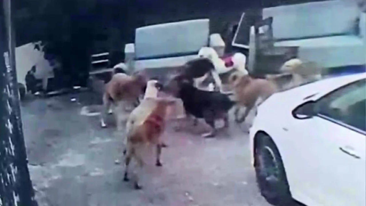 K&ouml;pek s&uuml;r&uuml;s&uuml; kediyi par&ccedil;aladı, korkudan &ccedil;ocuğunu okuldan aldı