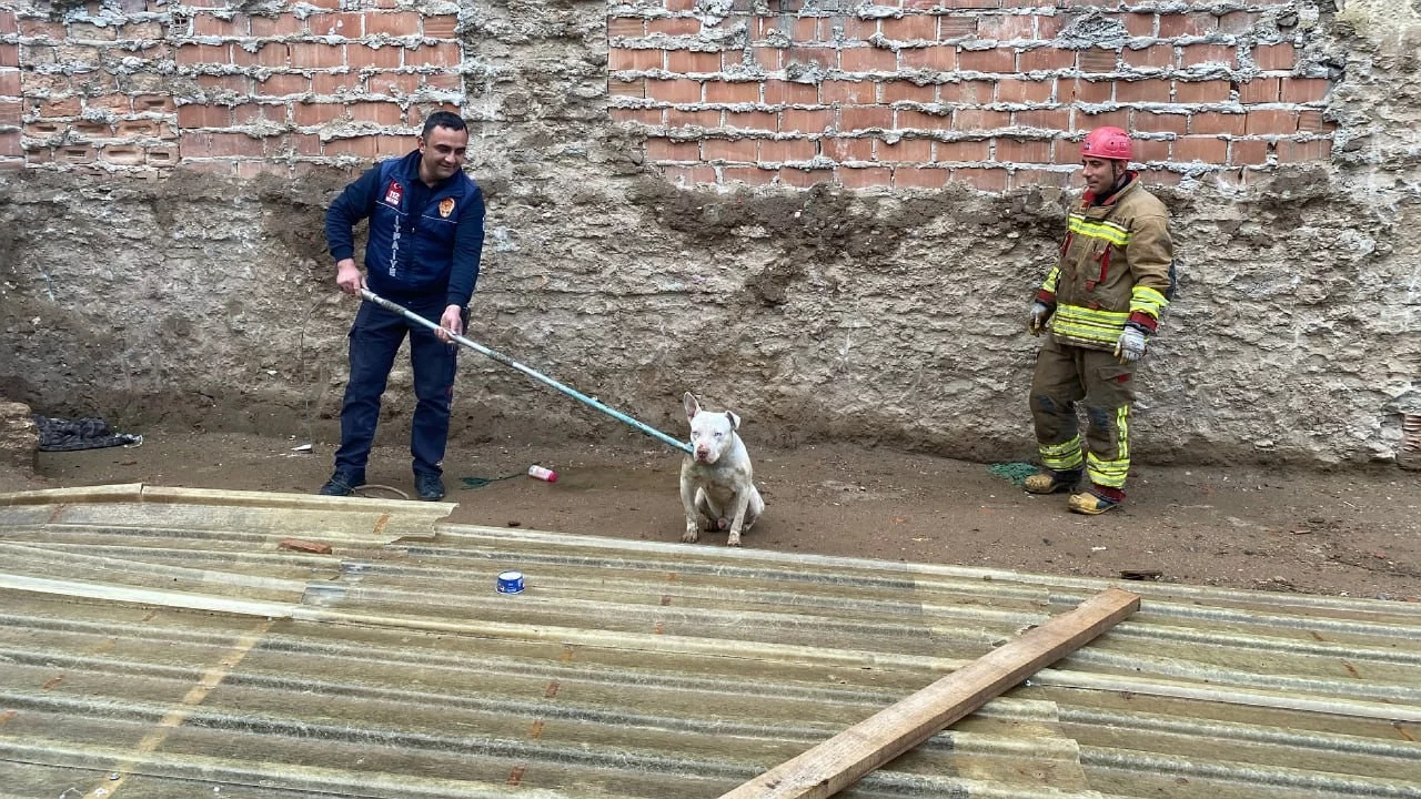 Kapalı inşaat &ccedil;ukuruna d&uuml;şen k&ouml;peği itfaiye kurtardı