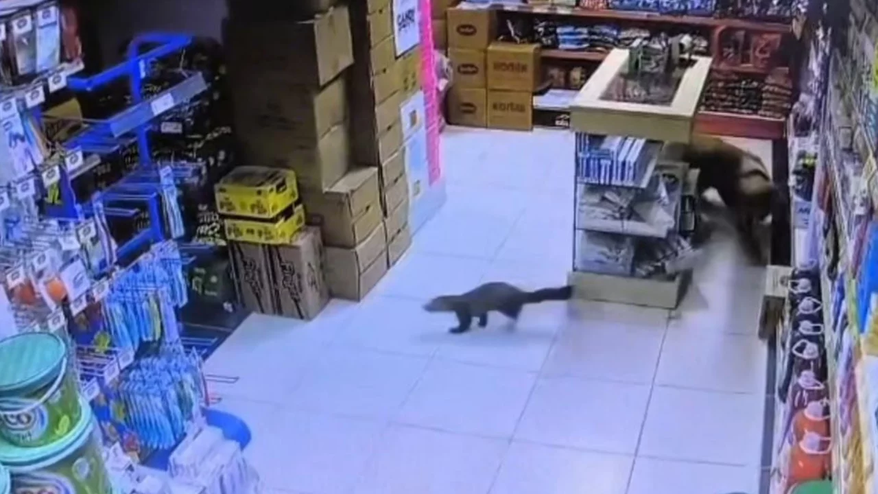Malatya'da sansar markete girdi
