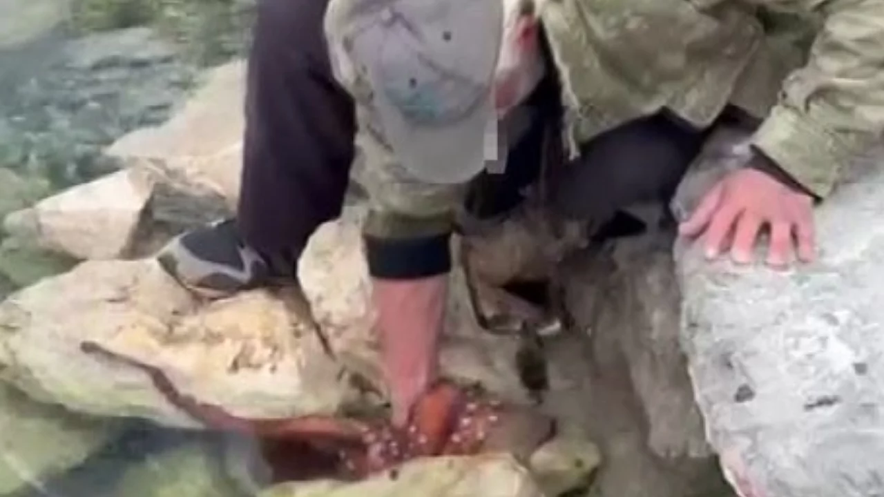 Kayalıktaki dev ahtapotu elleriyle avladı
