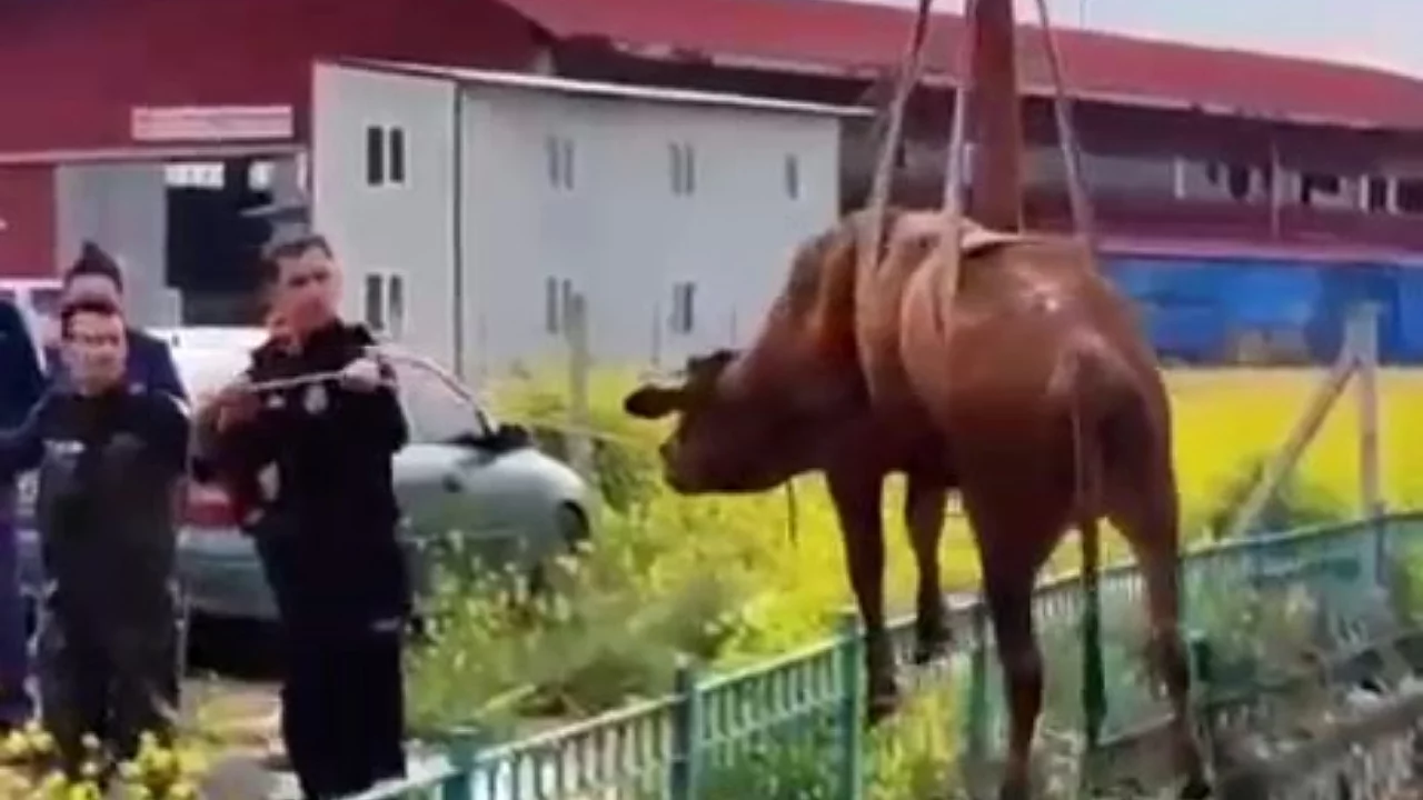 Sulama kanalına d&uuml;şen ineği itfaiye kurtardı