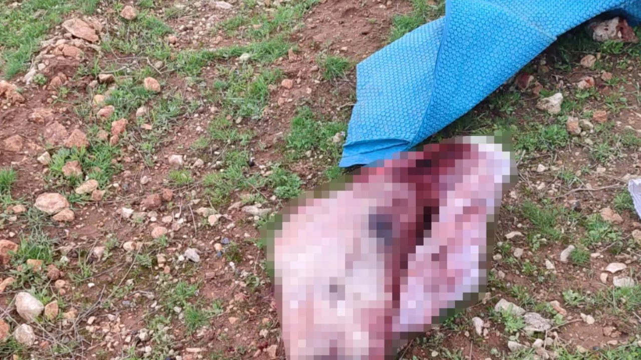 Mide bulandıran g&ouml;r&uuml;nt&uuml;ler: Kesilmiş at kafası ve par&ccedil;aları bulundu