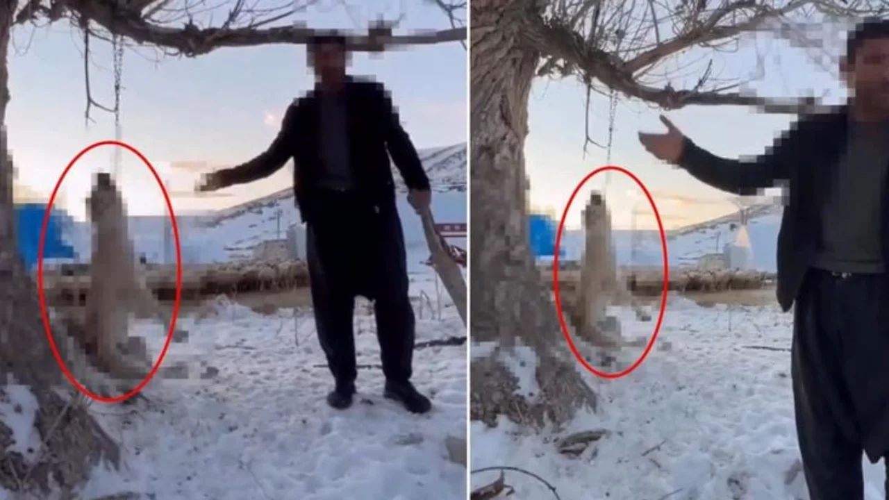 K&ouml;peğini ağaca asıp &ouml;ld&uuml;rd&uuml;! Gerek&ccedil;esi olaydan daha skandal