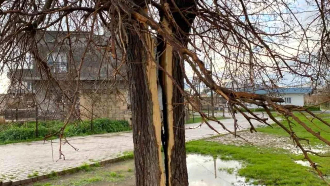Yıldırımın isabet ettiği ağa&ccedil; ikiye b&ouml;l&uuml;nd&uuml;